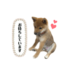 柴犬こうめスタンプ2（個別スタンプ：8）
