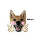 柴犬こうめスタンプ2（個別スタンプ：9）