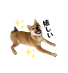 柴犬こうめスタンプ2（個別スタンプ：10）