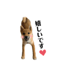 柴犬こうめスタンプ2（個別スタンプ：11）