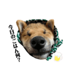 柴犬こうめスタンプ2（個別スタンプ：12）