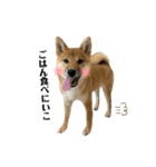 柴犬こうめスタンプ2（個別スタンプ：13）