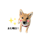 柴犬こうめスタンプ2（個別スタンプ：14）