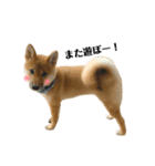 柴犬こうめスタンプ2（個別スタンプ：15）