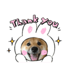 柴犬こうめスタンプ2（個別スタンプ：16）