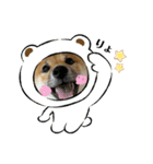 柴犬こうめスタンプ2（個別スタンプ：17）