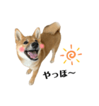 柴犬こうめスタンプ2（個別スタンプ：18）