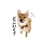 柴犬こうめスタンプ2（個別スタンプ：19）