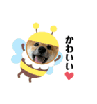 柴犬こうめスタンプ2（個別スタンプ：20）