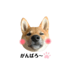 柴犬こうめスタンプ2（個別スタンプ：21）