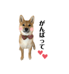 柴犬こうめスタンプ2（個別スタンプ：22）