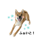 柴犬こうめスタンプ2（個別スタンプ：23）