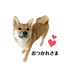 柴犬こうめスタンプ2（個別スタンプ：24）