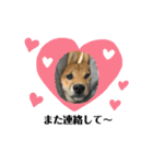 柴犬こうめスタンプ2（個別スタンプ：26）