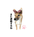 柴犬こうめスタンプ2（個別スタンプ：27）