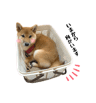 柴犬こうめスタンプ2（個別スタンプ：28）