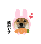 柴犬こうめスタンプ2（個別スタンプ：29）
