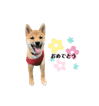 柴犬こうめスタンプ2（個別スタンプ：30）