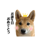 柴犬こうめスタンプ2（個別スタンプ：31）