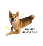 柴犬こうめスタンプ2（個別スタンプ：32）
