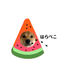 柴犬こうめスタンプ2（個別スタンプ：34）
