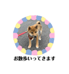 柴犬こうめスタンプ2（個別スタンプ：36）