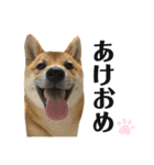 柴犬こうめスタンプ2（個別スタンプ：37）