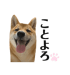 柴犬こうめスタンプ2（個別スタンプ：38）