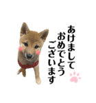 柴犬こうめスタンプ2（個別スタンプ：39）