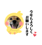 柴犬こうめスタンプ2（個別スタンプ：40）