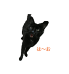 黒猫ケンちゃん（個別スタンプ：1）