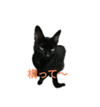 黒猫ケンちゃん（個別スタンプ：4）