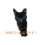 黒猫ケンちゃん（個別スタンプ：6）