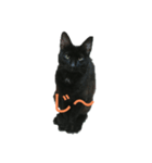 黒猫ケンちゃん（個別スタンプ：7）