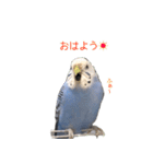 セキセイインコのつくね様（個別スタンプ：1）
