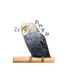 セキセイインコのつくね様（個別スタンプ：2）