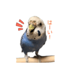 セキセイインコのつくね様（個別スタンプ：3）