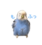 セキセイインコのつくね様（個別スタンプ：5）