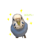 セキセイインコのつくね様（個別スタンプ：6）