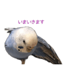セキセイインコのつくね様（個別スタンプ：8）
