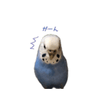 セキセイインコのつくね様（個別スタンプ：9）