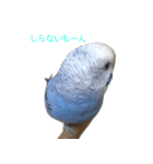 セキセイインコのつくね様（個別スタンプ：10）