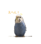 セキセイインコのつくね様（個別スタンプ：11）