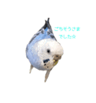 セキセイインコのつくね様（個別スタンプ：12）
