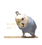 セキセイインコのつくね様（個別スタンプ：15）