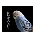 セキセイインコのつくね様（個別スタンプ：16）