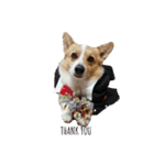 corgi :P ベロ出しコーギー（個別スタンプ：1）