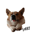 corgi :P ベロ出しコーギー（個別スタンプ：2）