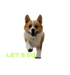 corgi :P ベロ出しコーギー（個別スタンプ：4）