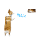 corgi :P ベロ出しコーギー（個別スタンプ：5）
